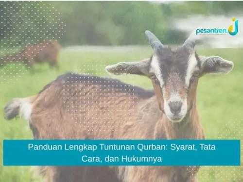 Panduan Lengkap Tuntunan Qurban: Syarat, Tata Cara, dan Hukumnya